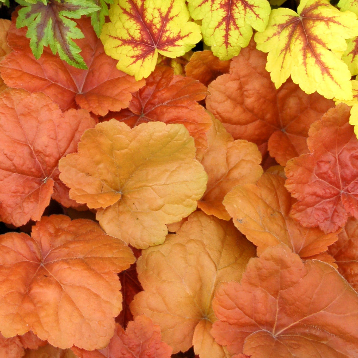 Southern Comfort heuchera with coral leaves in a pot