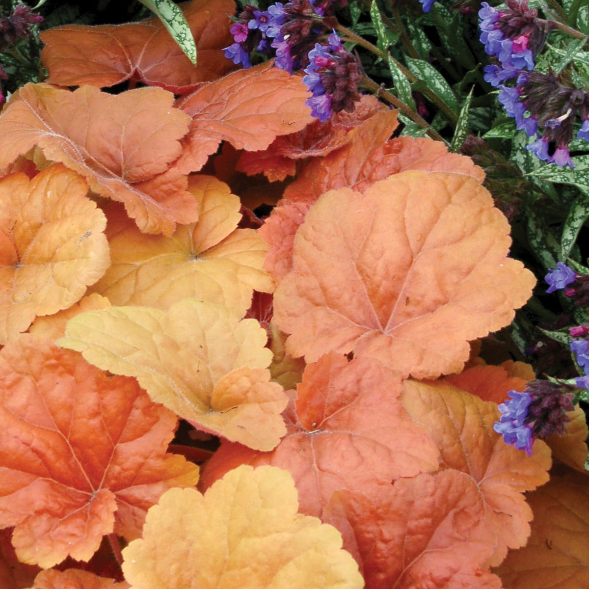 Southern Comfort heuchera in a nursery pot