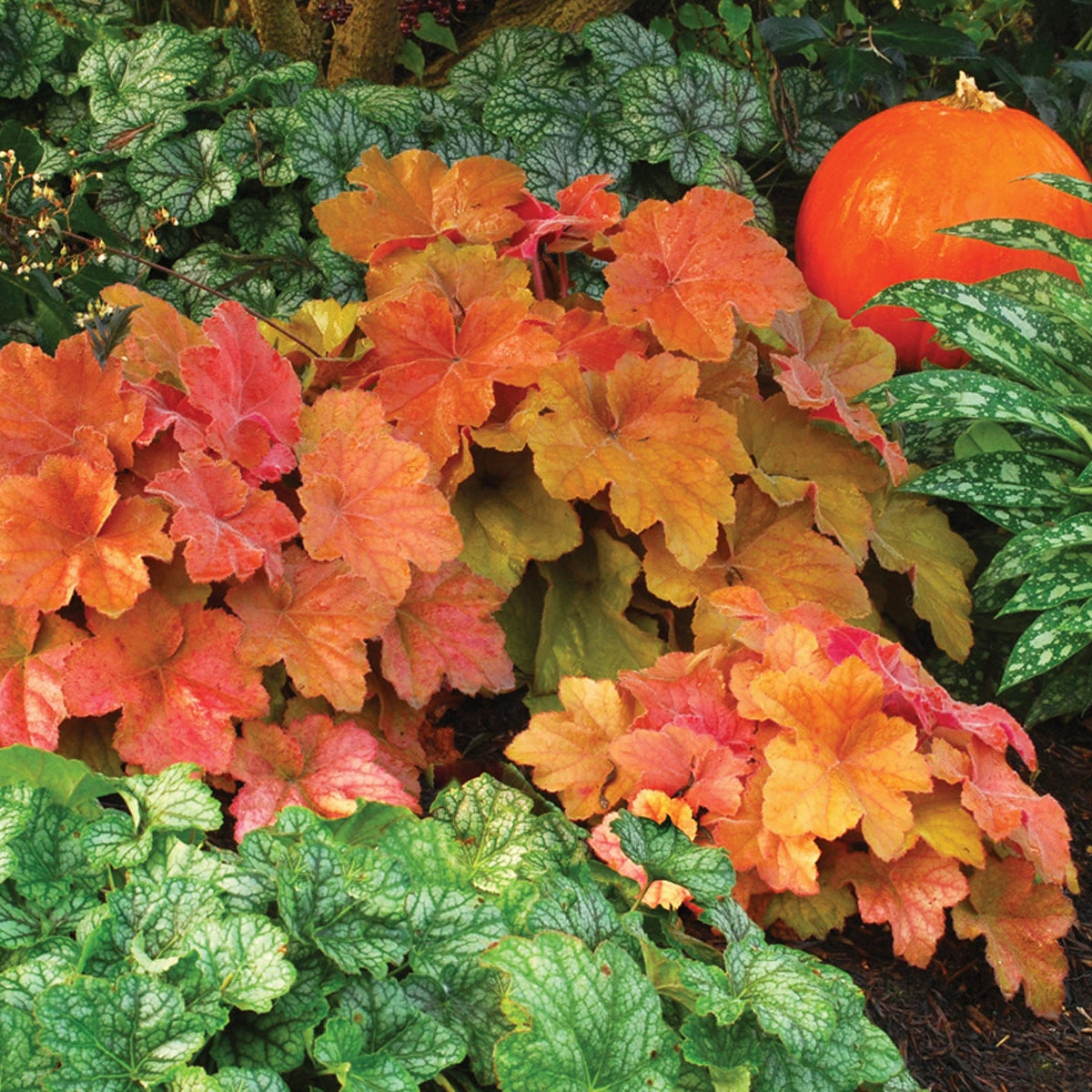 Southern Comfort heuchera in a nursery pot