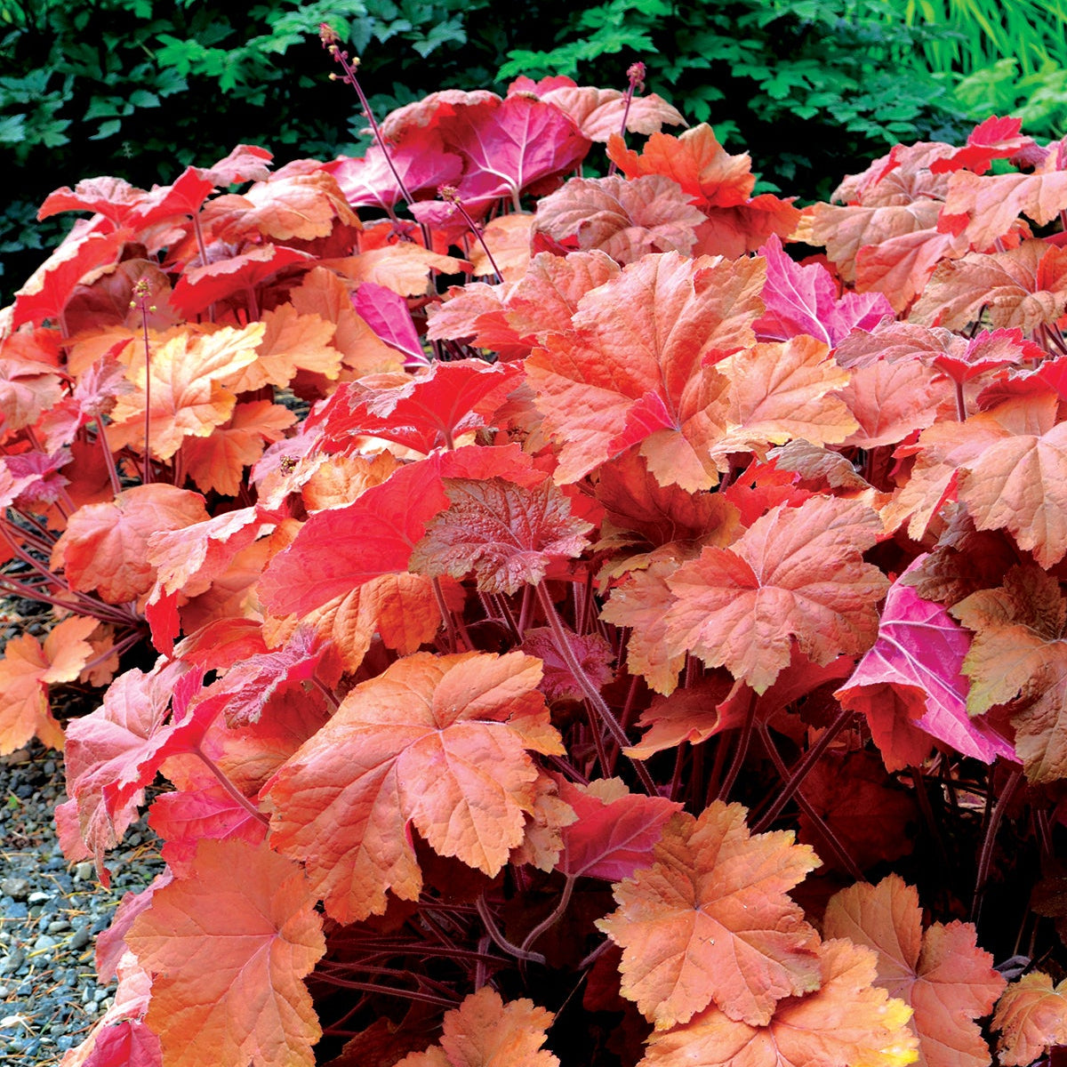 Southern Comfort heuchera in a nursery pot