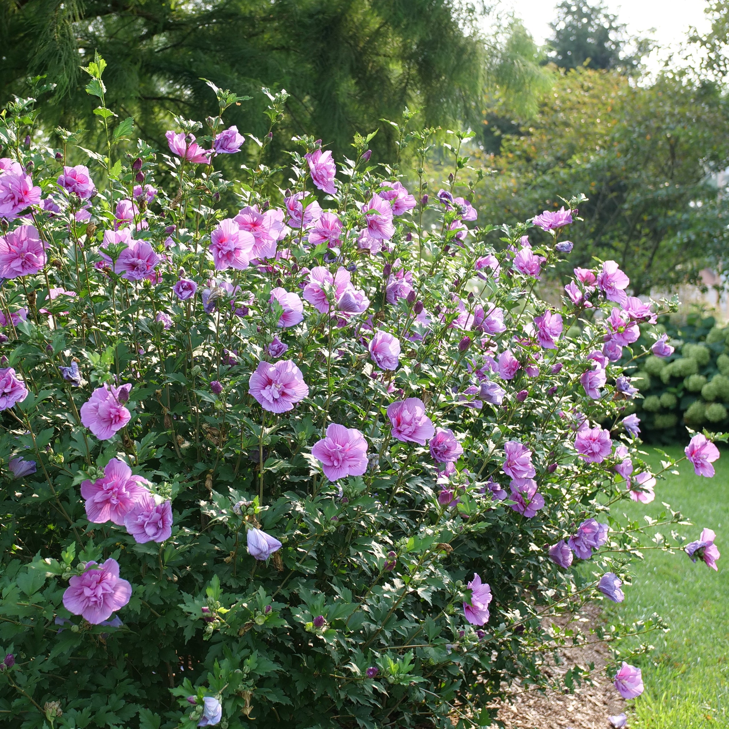 hibiscus lavender chiffon plant Dark Lavender Chiffon Rose of Sharon