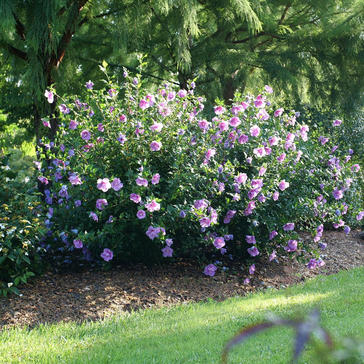 Dark lavender Chiffon Rose of Sharon with pale center blooms