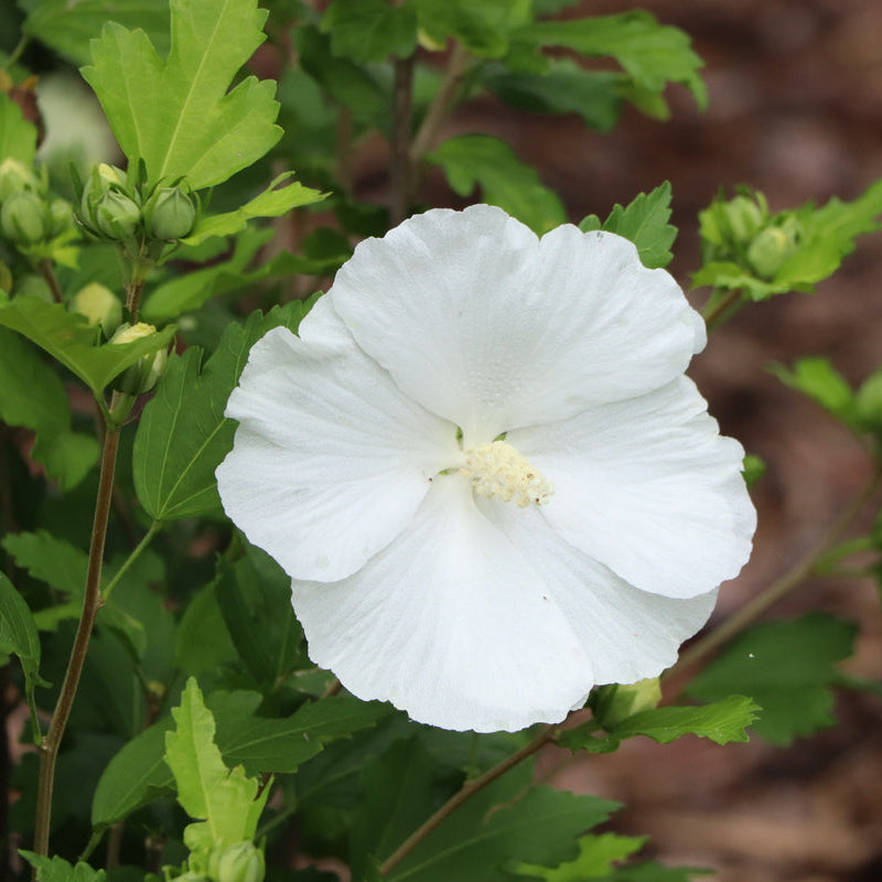 PARAPLU Pure White Rose of Sharon in a pot