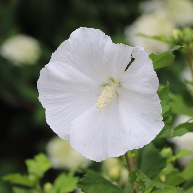 Pure white Rose of Sharon shrub in bloom in a pot