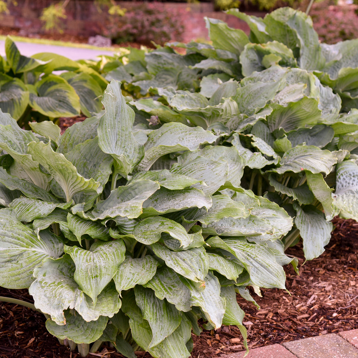 Hosta ‘Diamond Lake’ with blue-green leaves in a pot