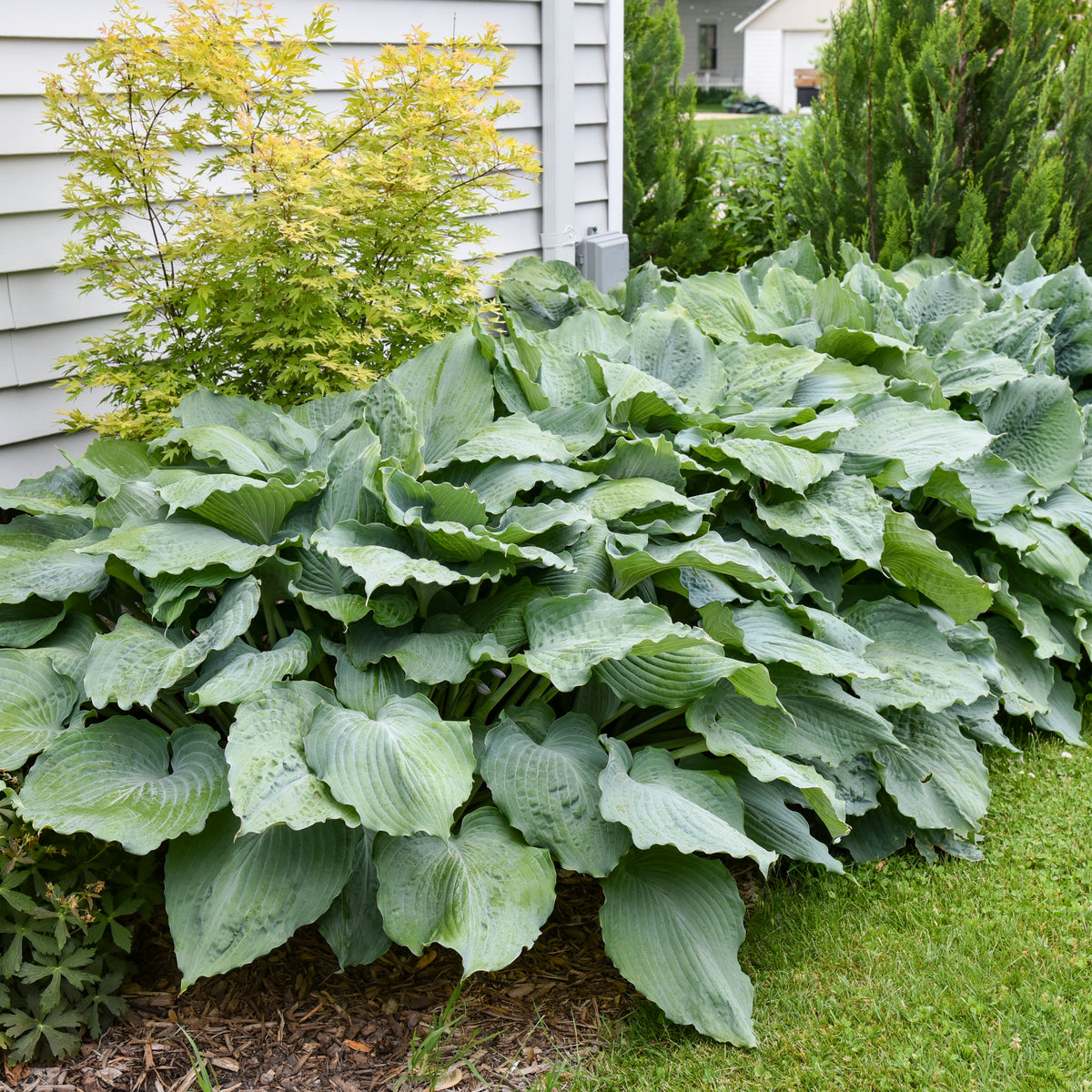 Shadowland Diamond Lake hosta in a pot with broad blue green leaves