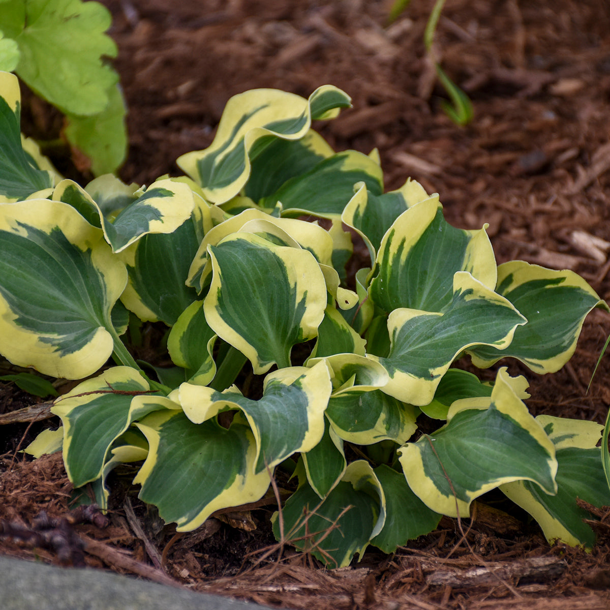 Mini Skirt' hosta in a container with green leaves