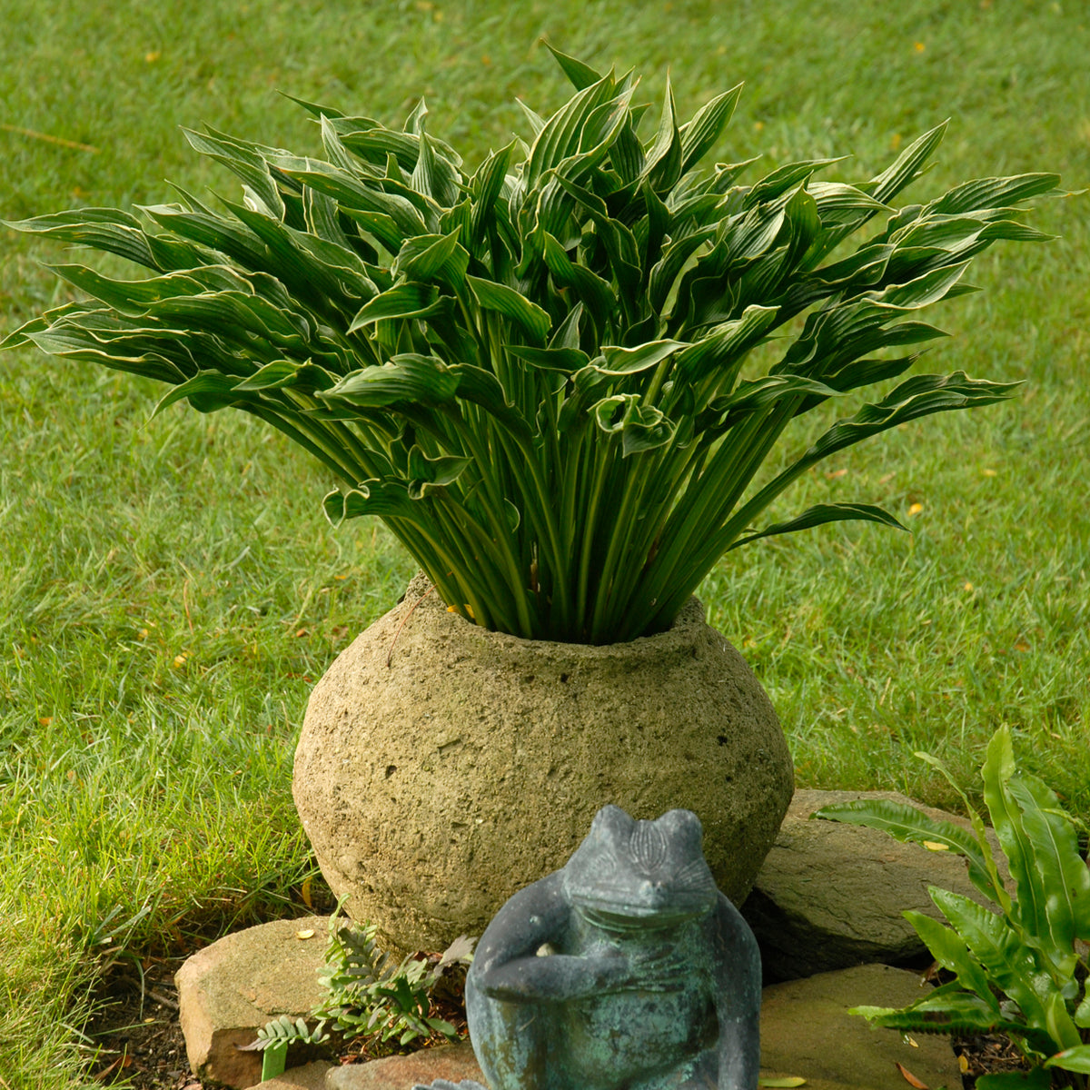 Praying Hands hosta with folded green leaves in a pot