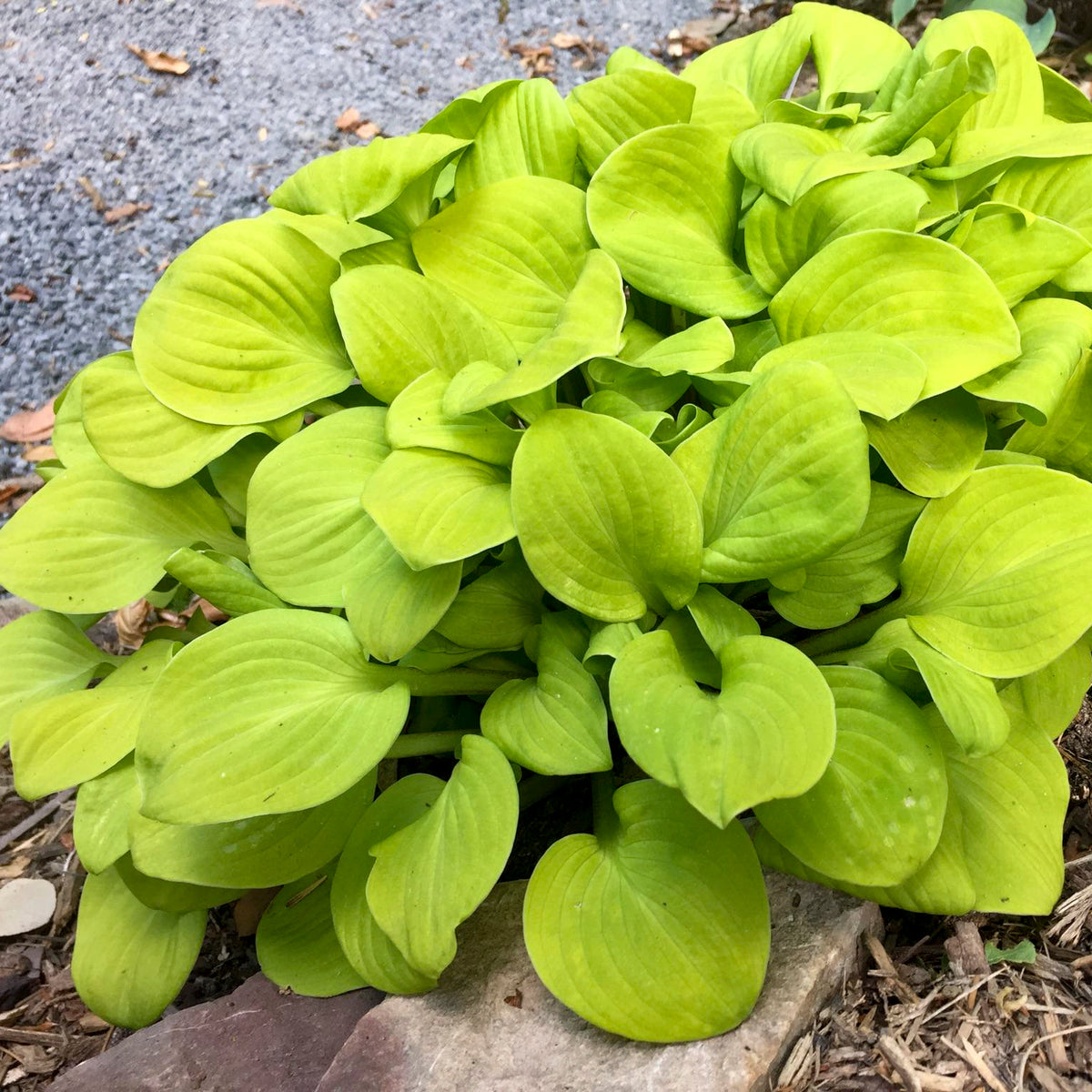 Sun Mouse' hosta with blue-green leaves in a pot