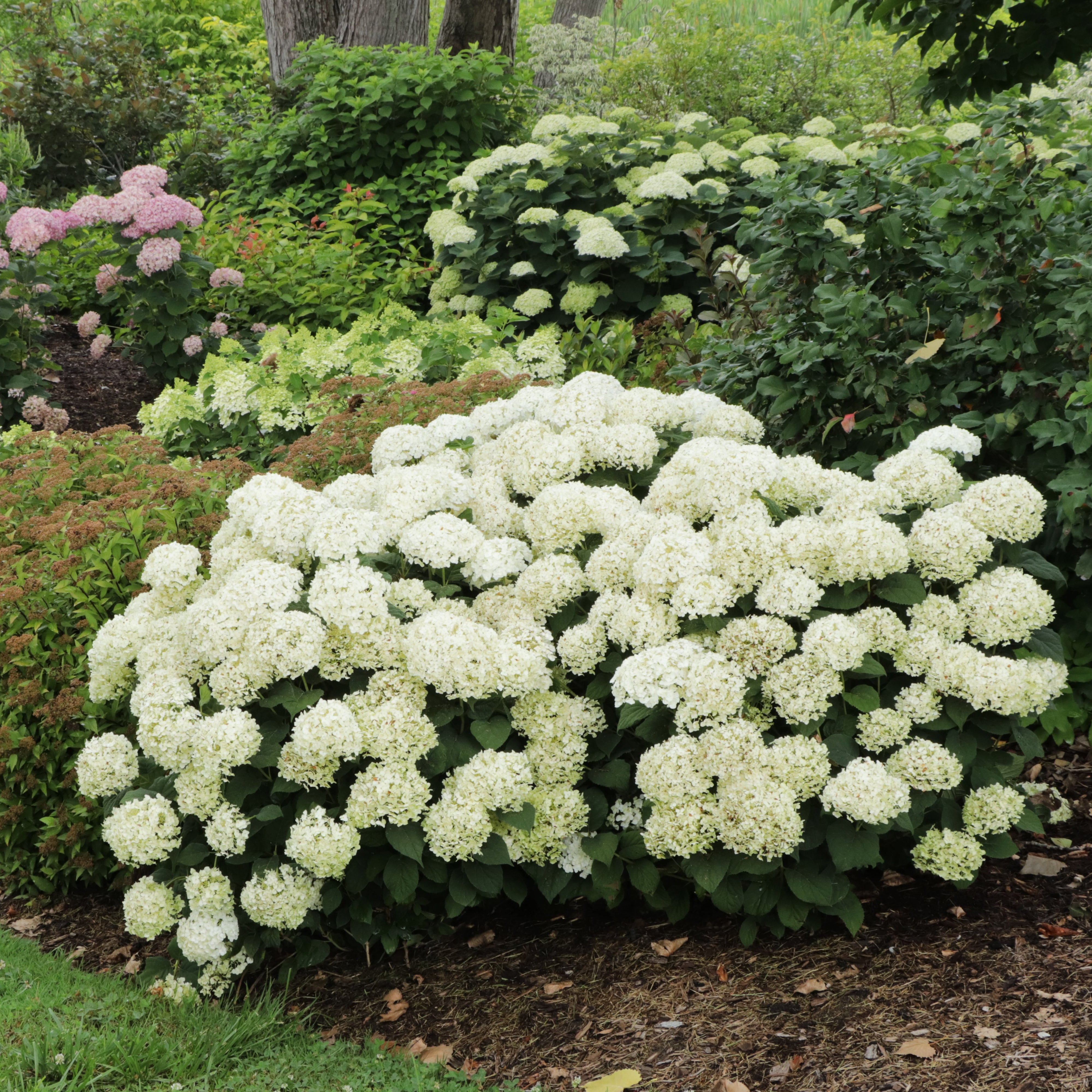 INVINCIBELLE WEE WHITE® 2.0 Smooth Hydrangea | Proven Winners