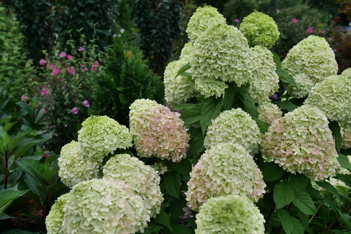 Powerball panicle hydrangea in a nursery pot