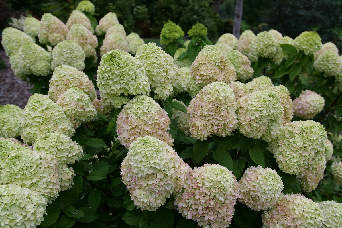 POWERBALL panicle hydrangea with pink flower clusters
