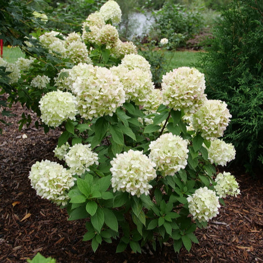 POWERBALL™ panicle hydrangea with white flower clusters