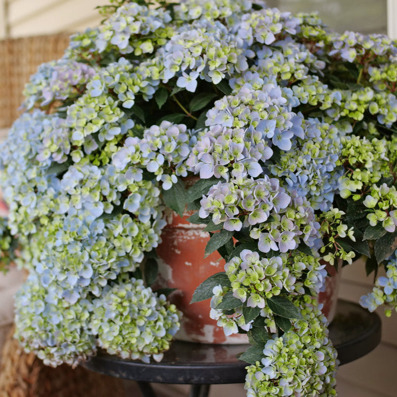 Fairytrail Fresco cascade hydrangea in a nursery pot