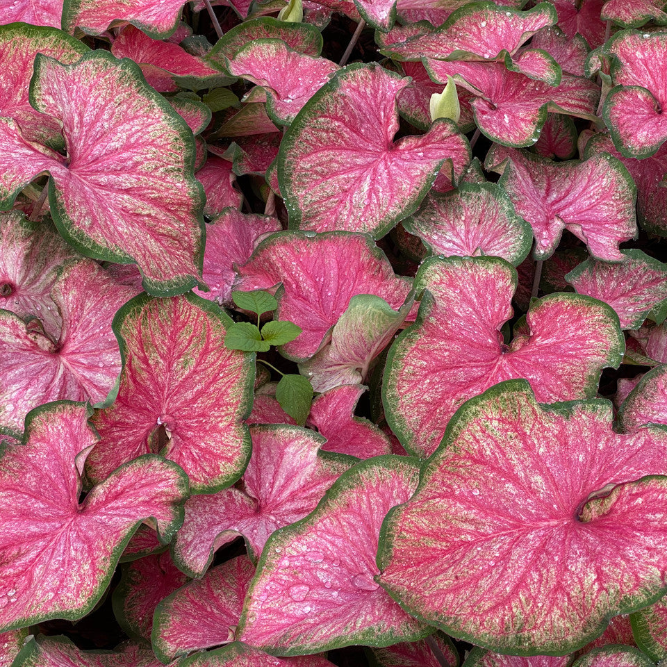 Pink and green caladium leaves in a pot