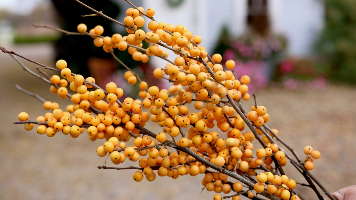 BERRY HEAVY® GOLD holly with yellow berries in a pot