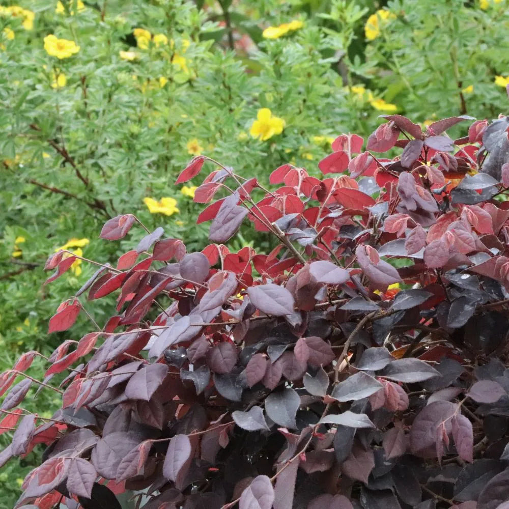 花華 JAZZ HANDS® Velvet Chinese Fringe-Flower | Proven Winners