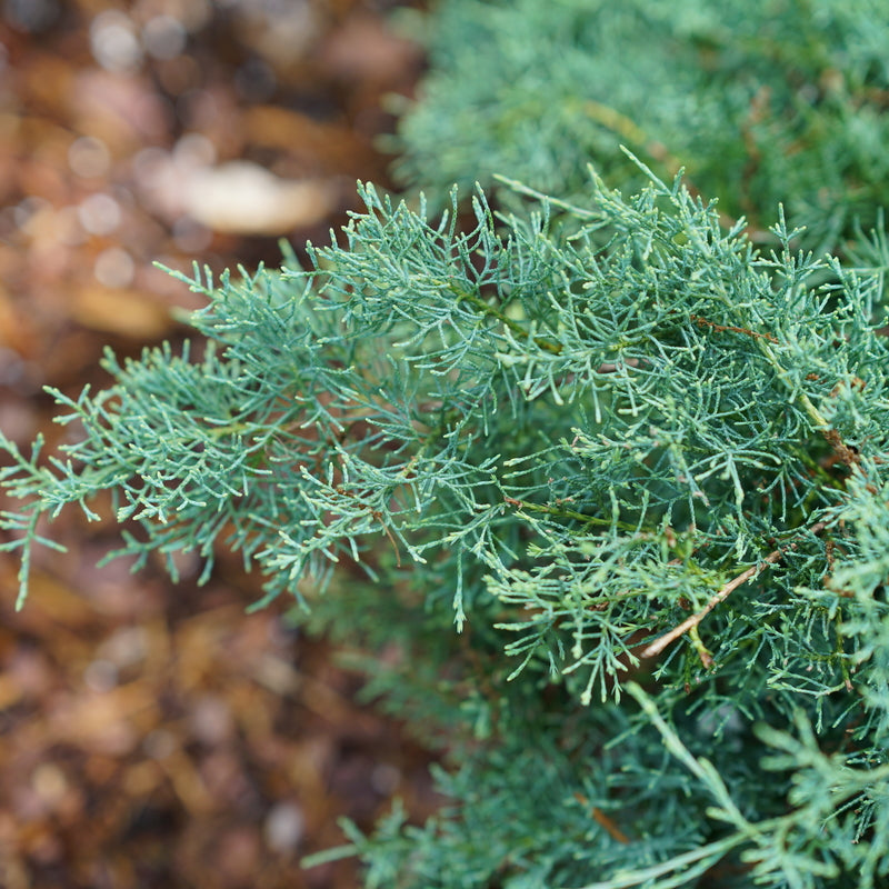 MONTANA MOSS® juniper in a nursery pot