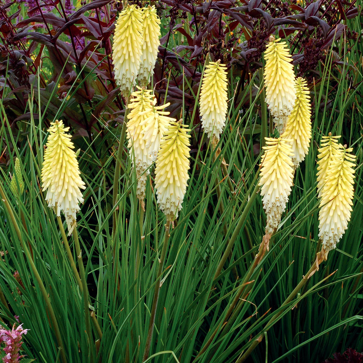 Pineapple Popsicle kniphofia with yellow orange blooms in a pot