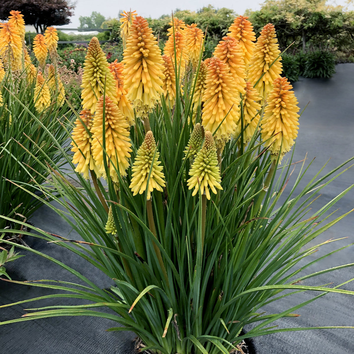 Poco Butter Brickle' kniphofia with orange blooms in a pot