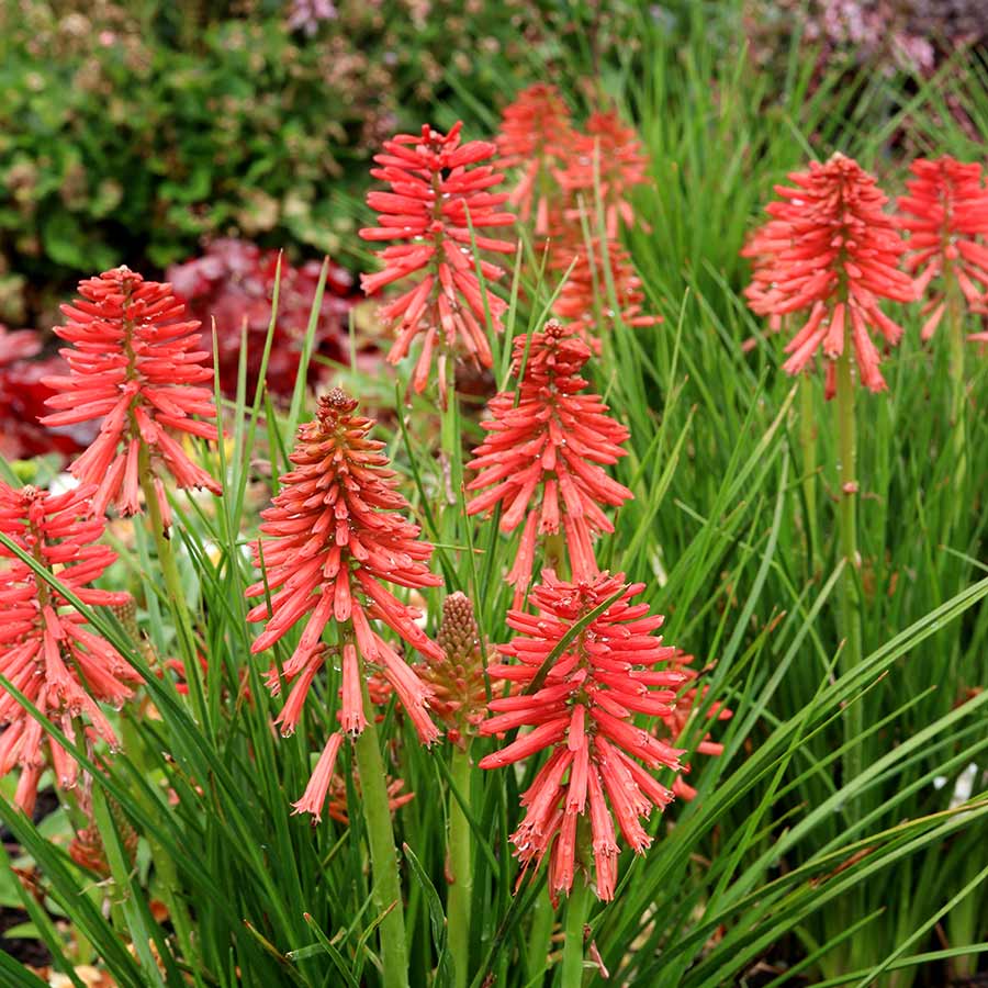 Kniphofia POCO™ ‘Red’ | Creekside Champions™