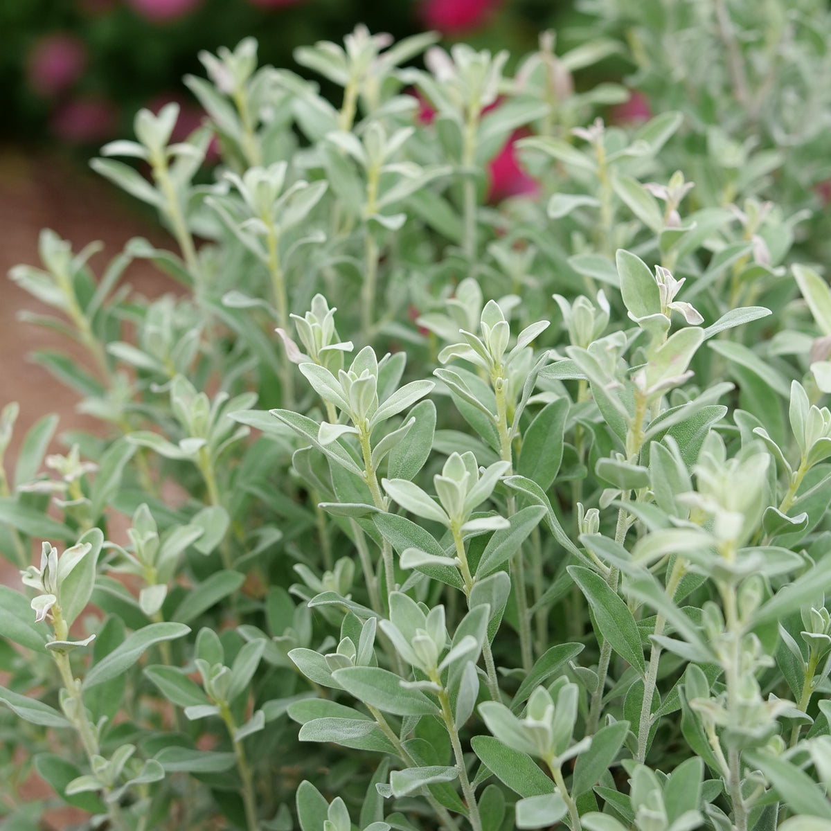 Silver Texas Sage in a pot with silvery foliage