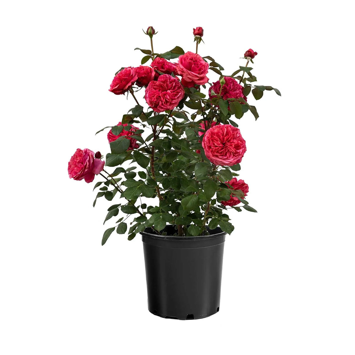 Loves Me, Loves Me Not™ rose in a nursery pot