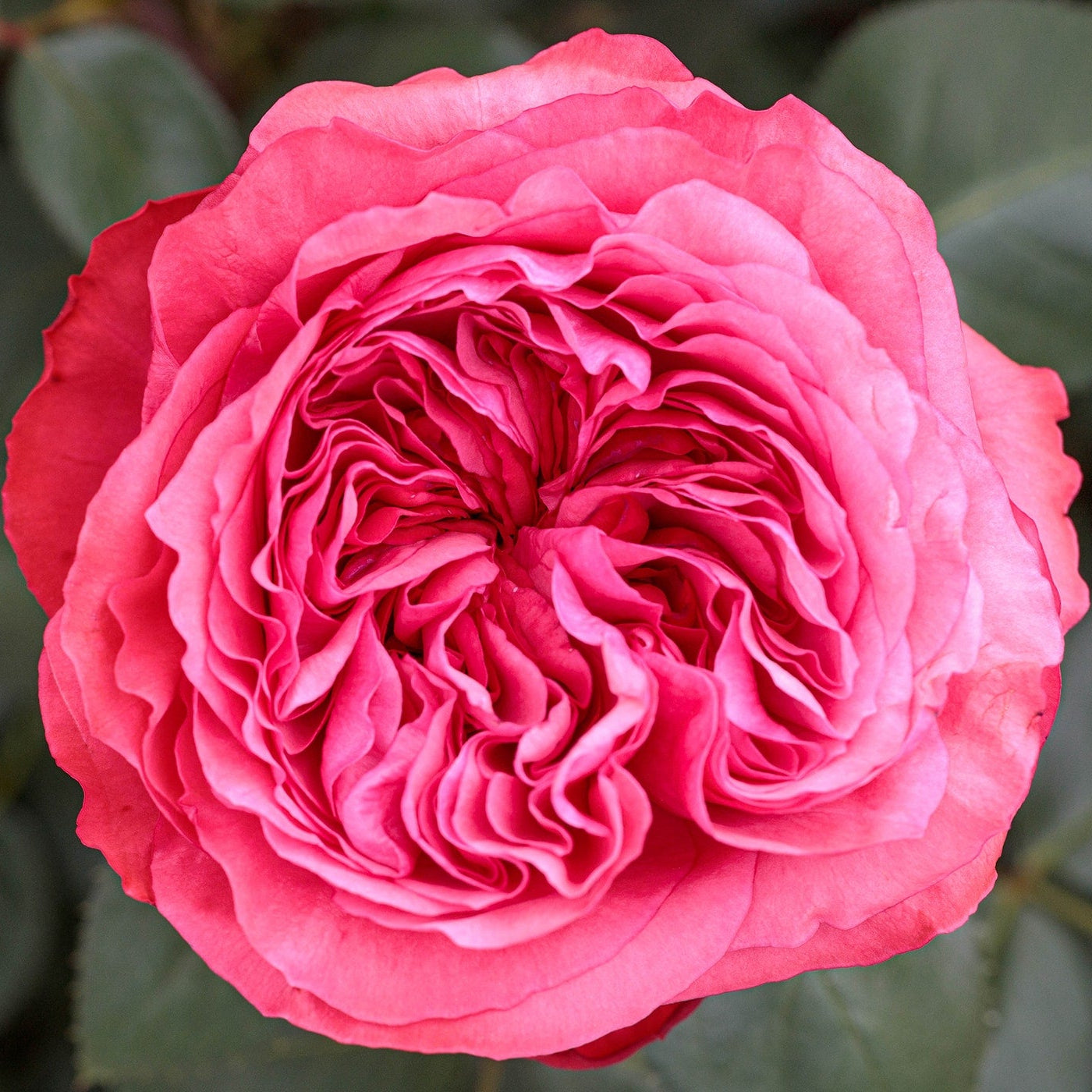 Loves Me, Loves Me Not™ Rose | Star® Roses – Creekside Nursery, Inc