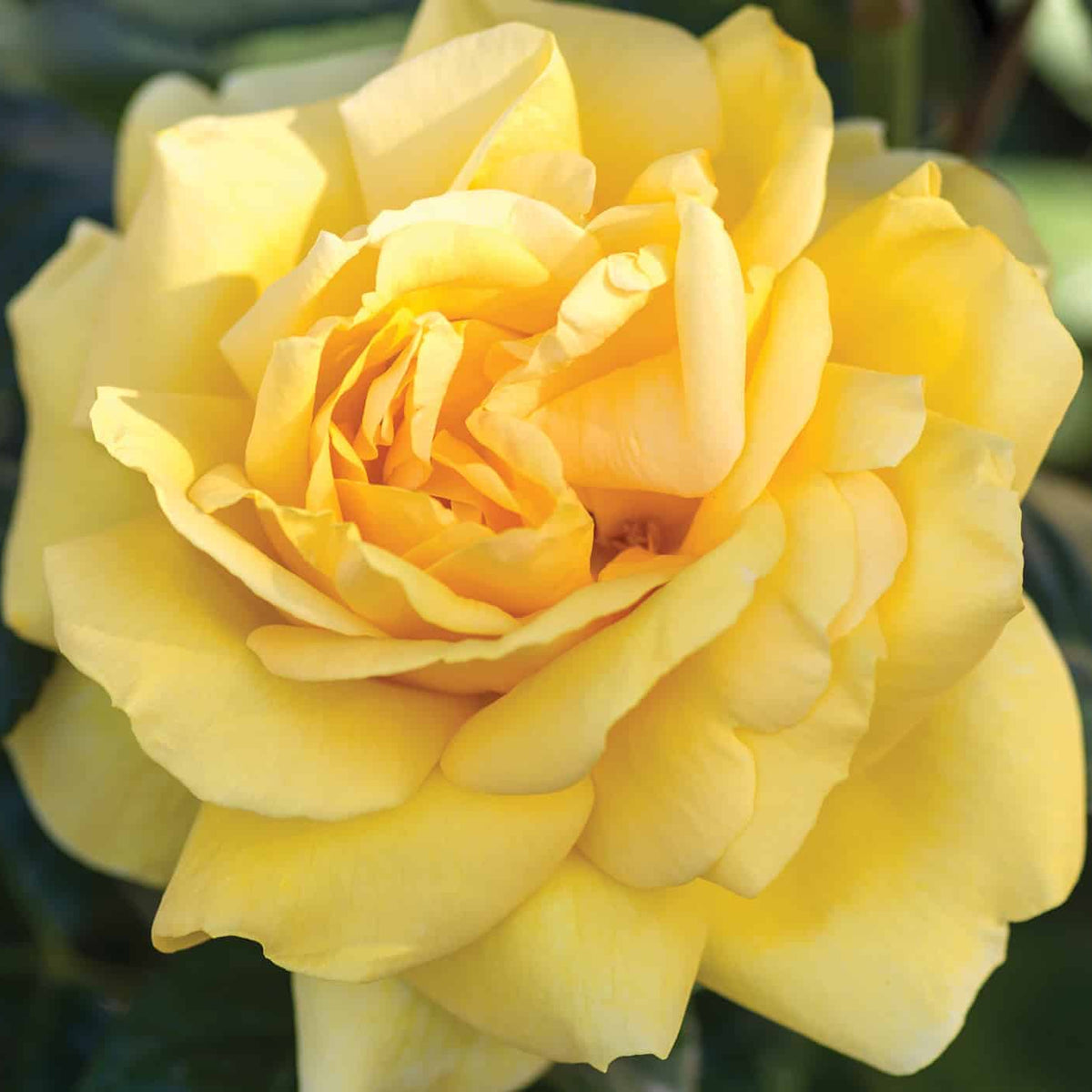 Michelangelo™ rose in a pot with pink blooms