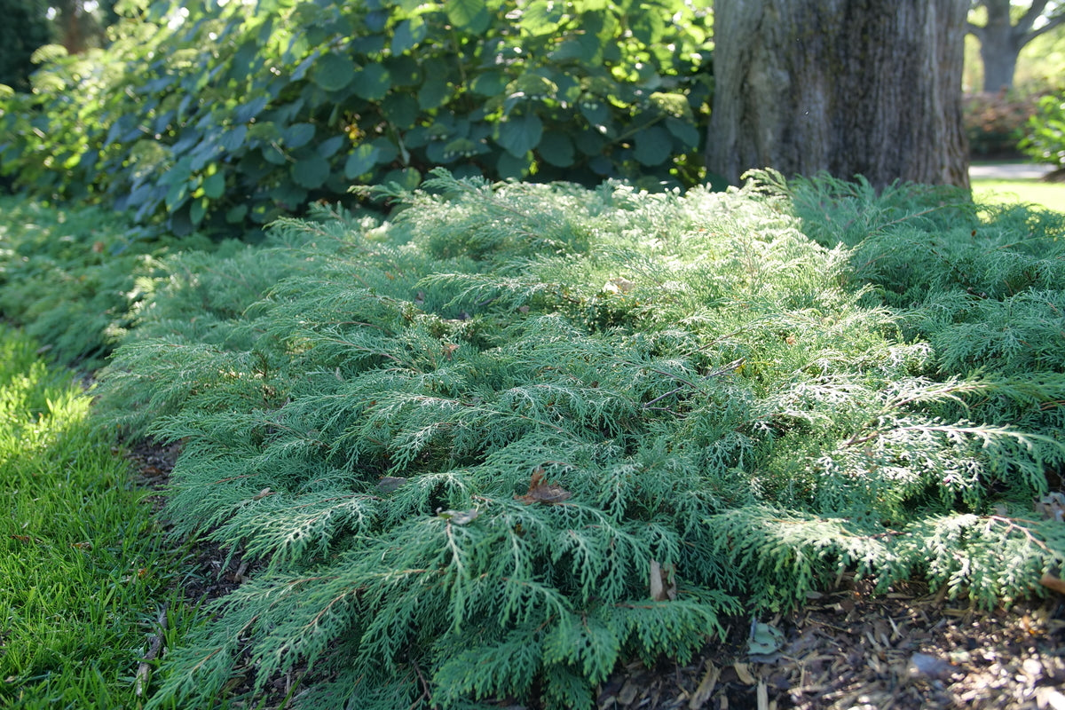 Celtic Pride Siberian cypress in a nursery pot