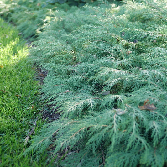 Celtic Pride Siberian cypress in a container