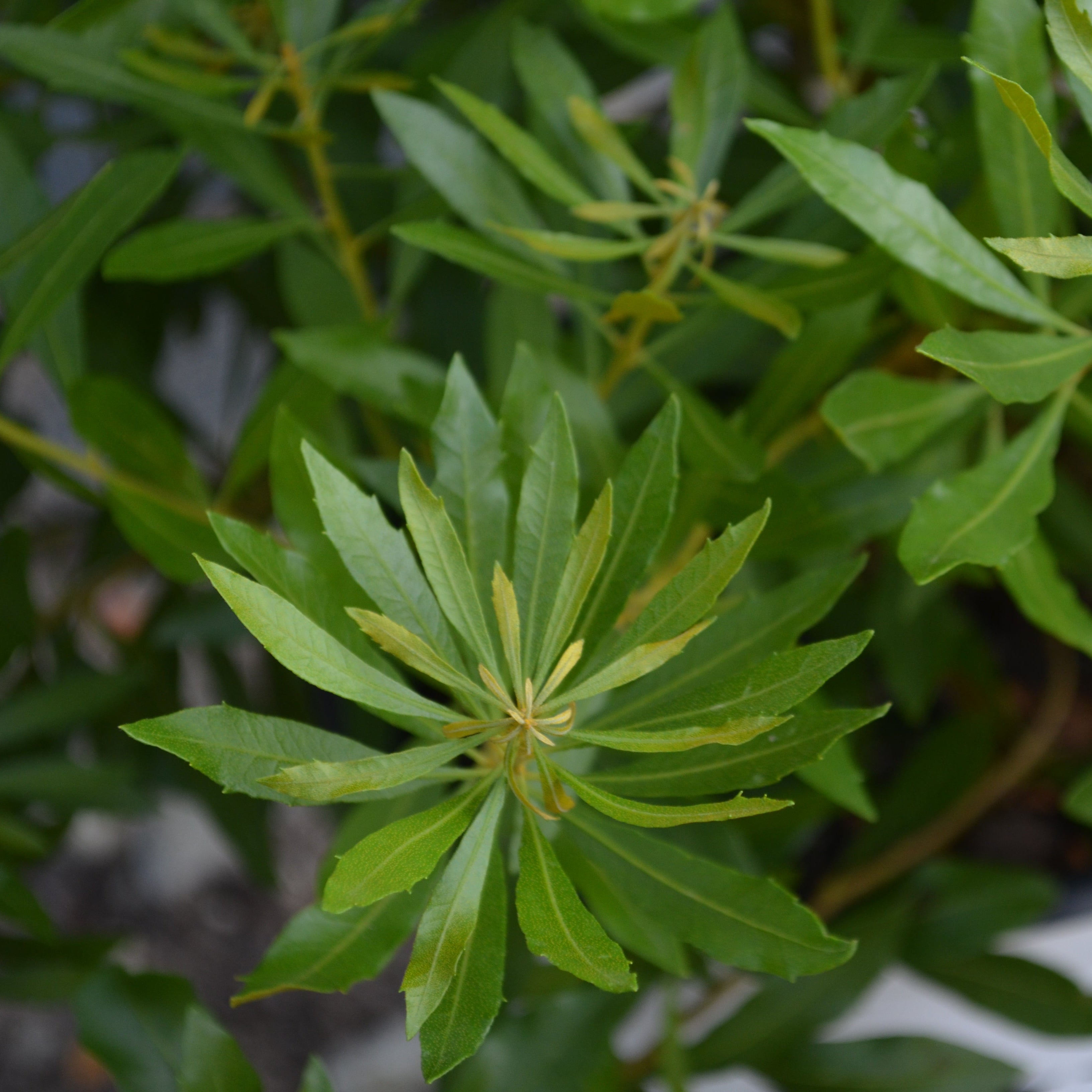 BAYSIDE BONITO® Southern Wax Myrtle