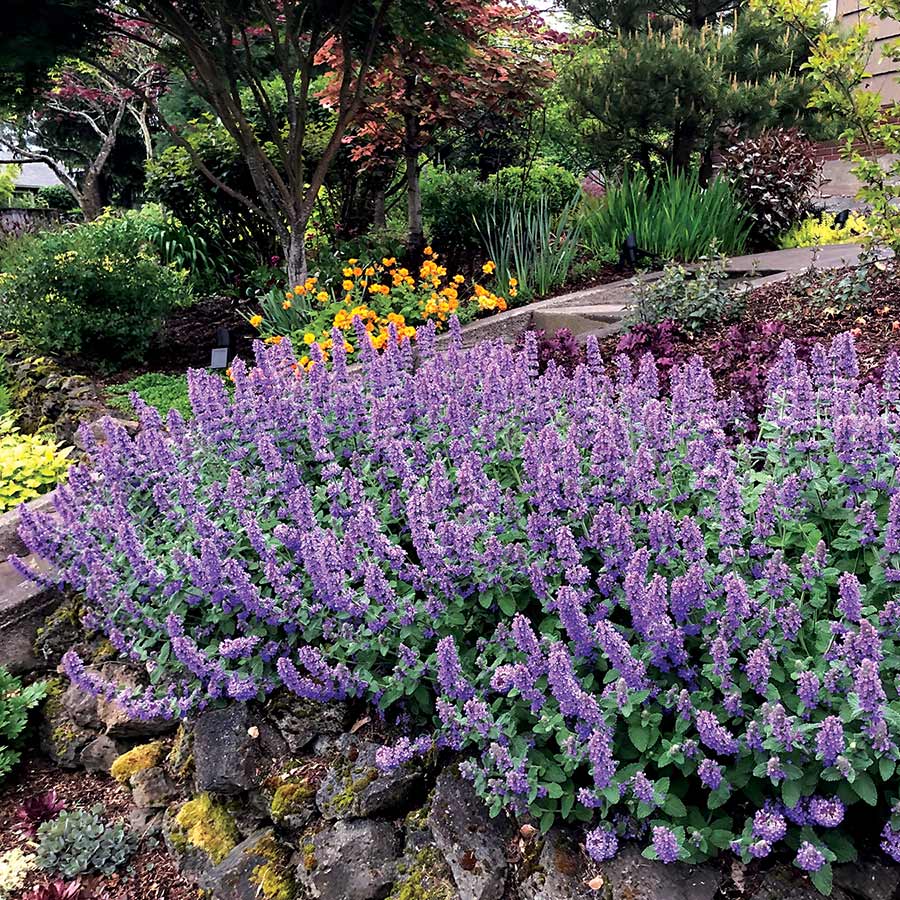 Nepeta 'Purple Haze' | Creekside Champions™
