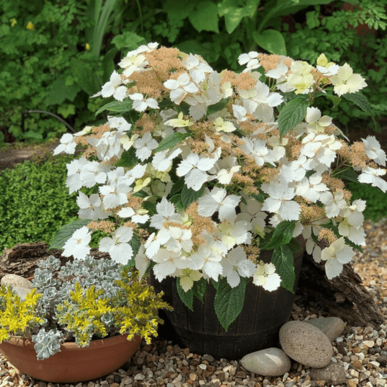 Hydrangea Cloud Nine™ PPAF – Creekside Nursery, Inc
