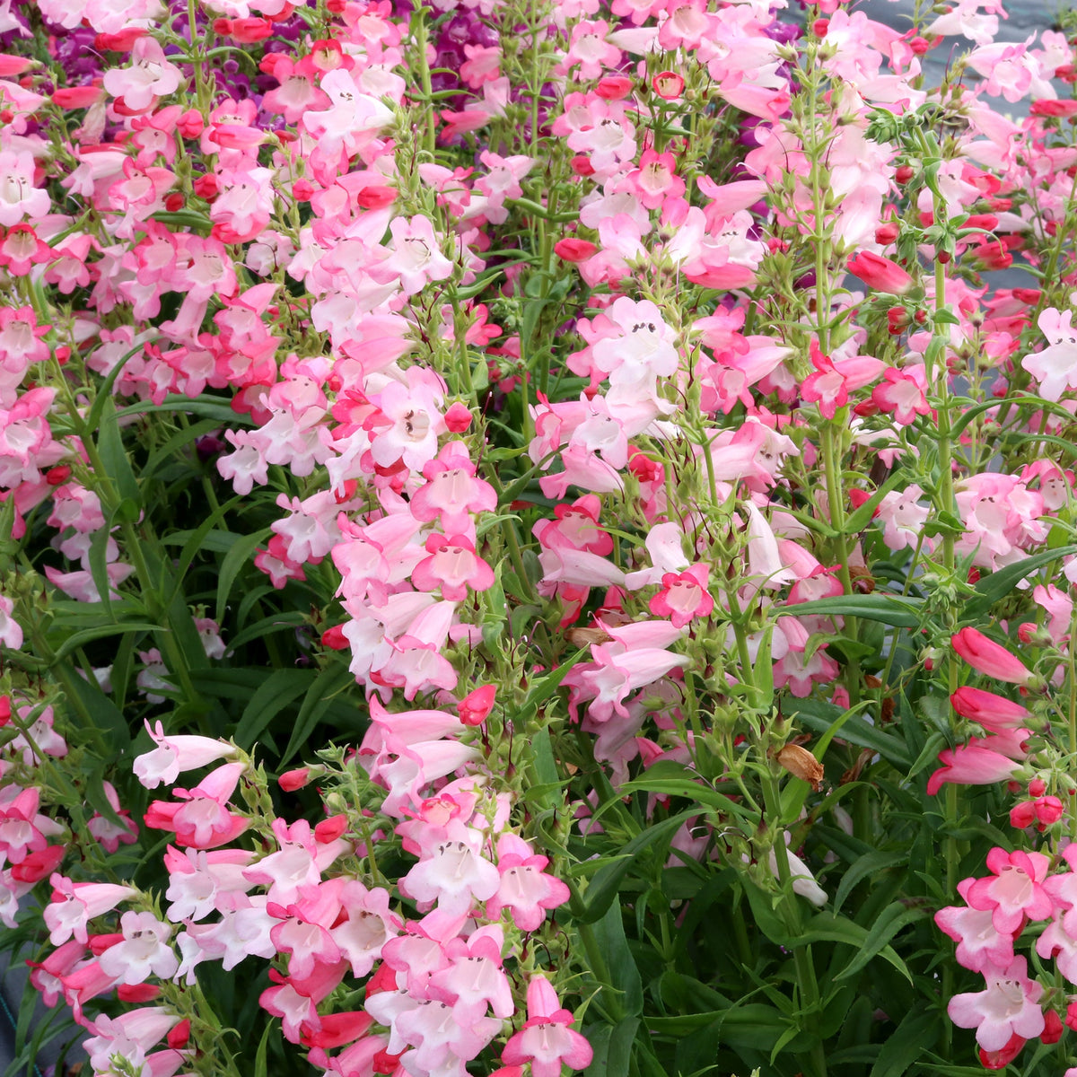 Flock of Flamingos penstemon with pink tubular flowers