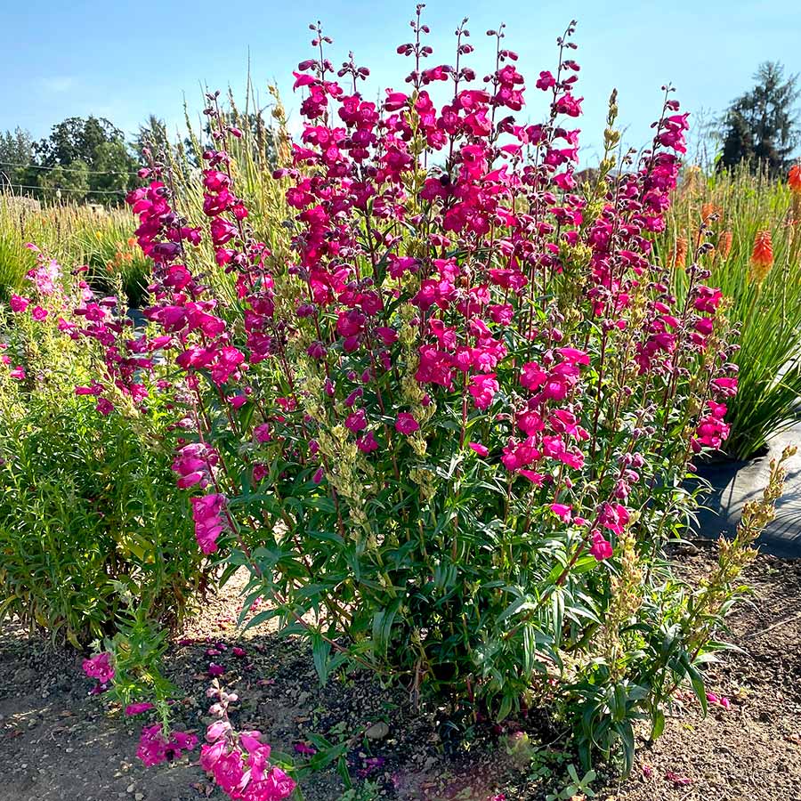 Penstemon ‘Parade of Parrots’ | Creekside Champions™