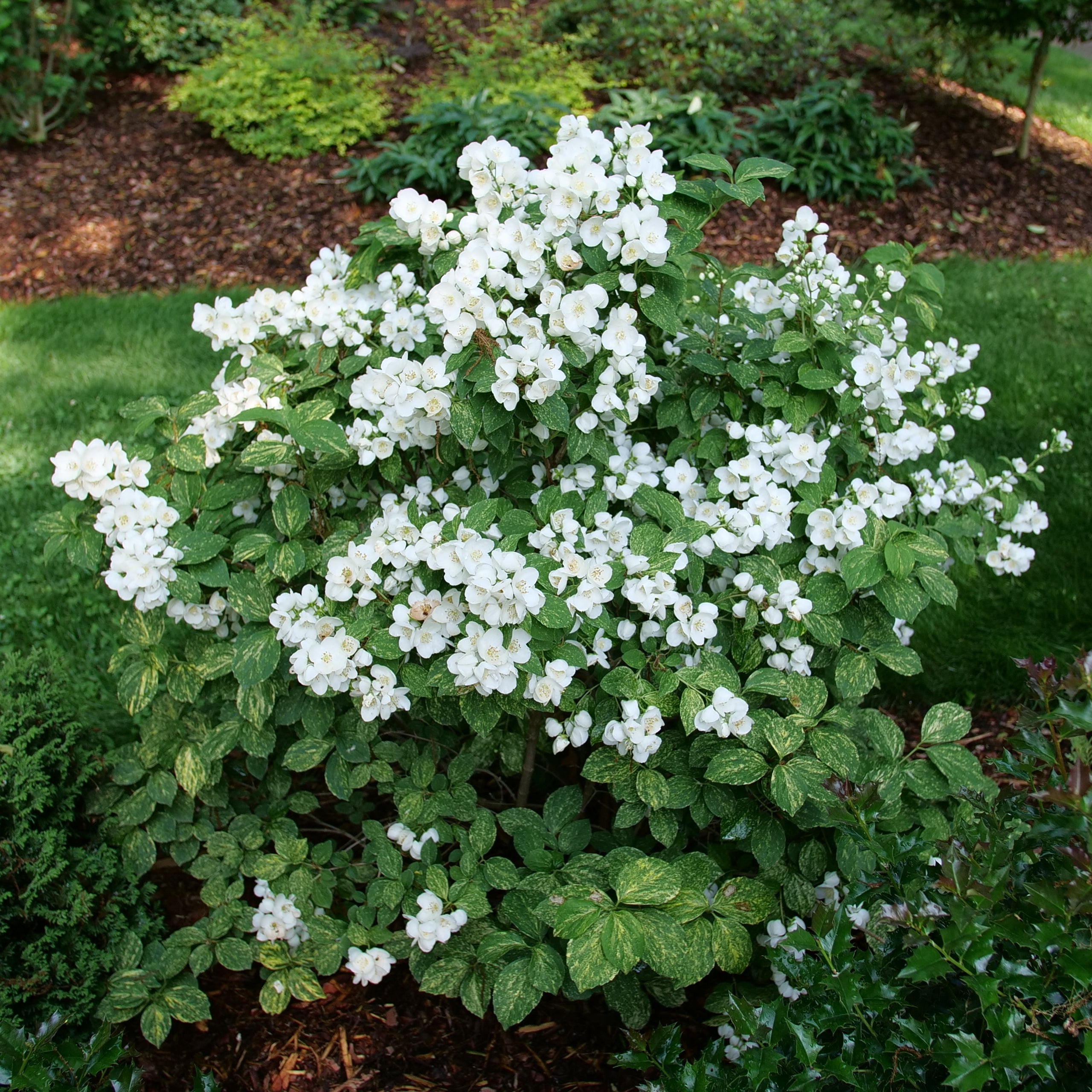 ILLUMINATI SPARKS™ Mock Orange | Proven Winners® – Creekside