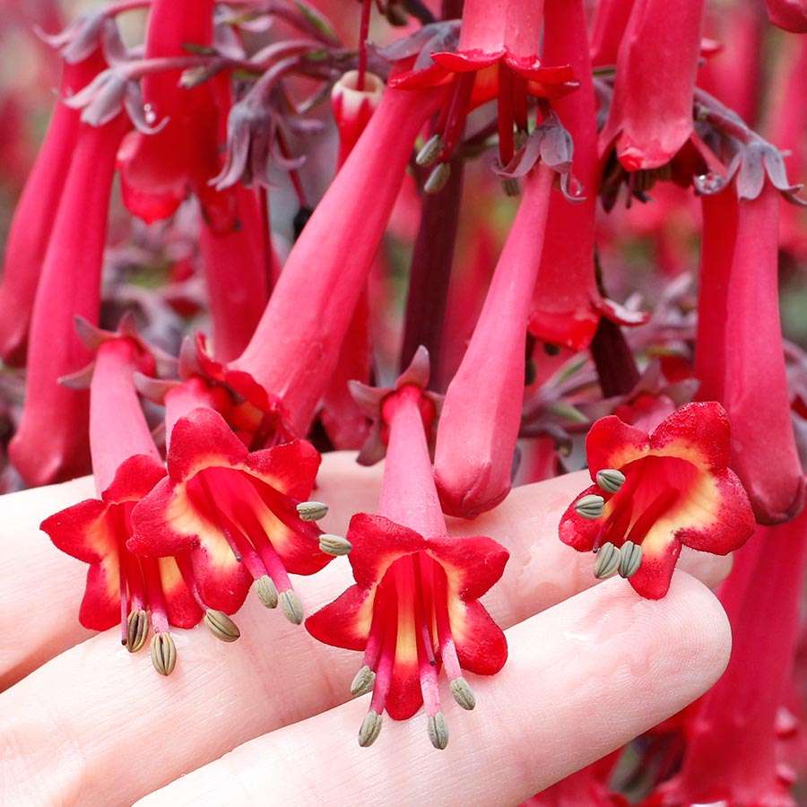Phygelius COLORBURST™ ‘Deep Red’ | Creekside Champions™