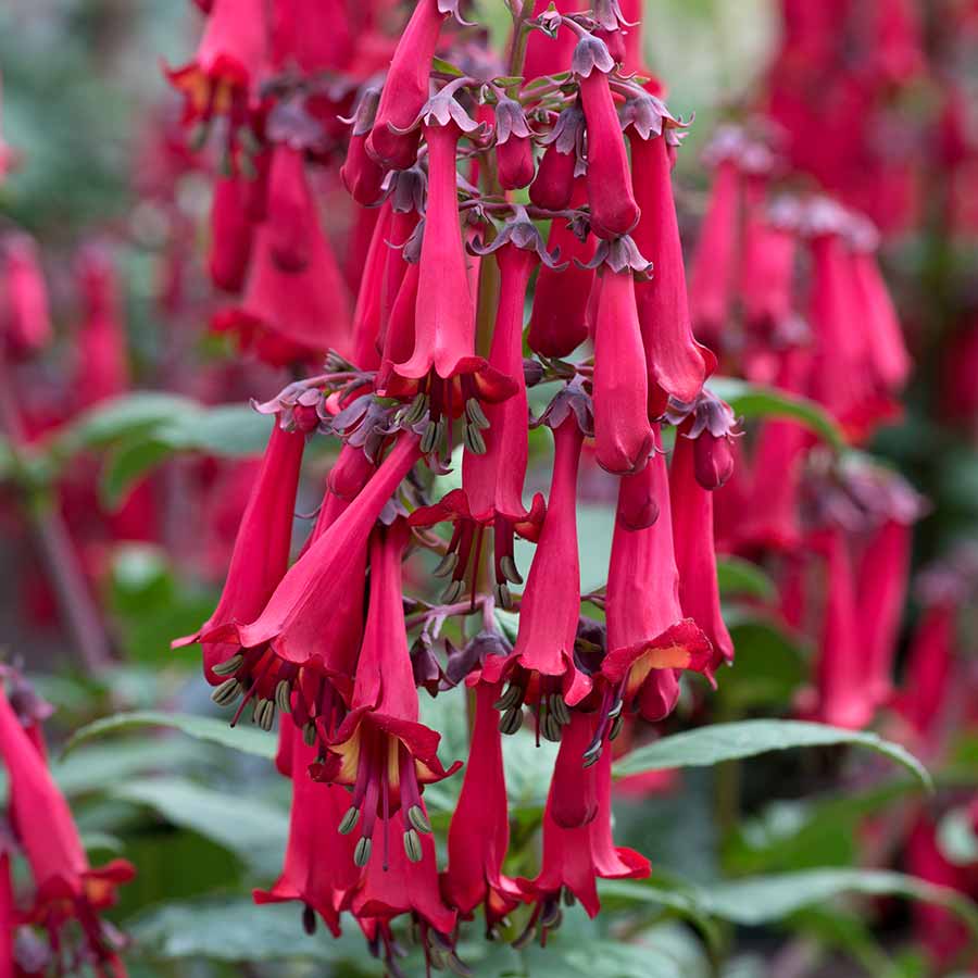 Phygelius COLORBURST™ ‘Deep Red’ | Creekside Champions™