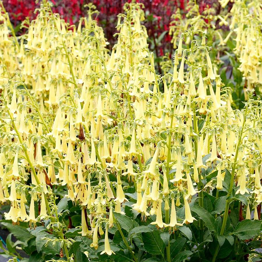 Phygelius COLORBURST™ ‘Yellow’ | Creekside Champions™