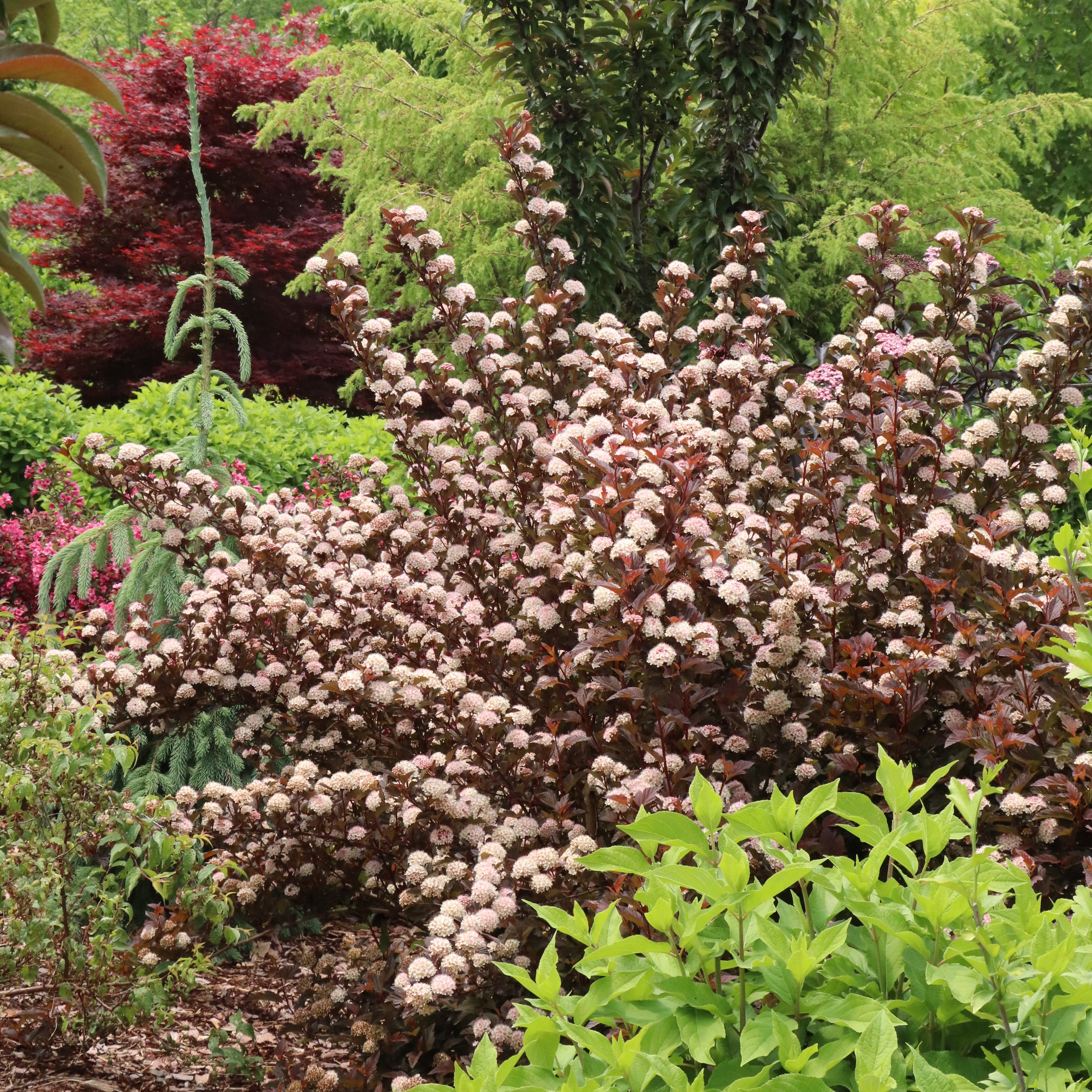 フラワー・ガーデニング 3104 SUMMER WINE® Rosé Ninebark | Proven Winners® – Creekside Nursery, Inc