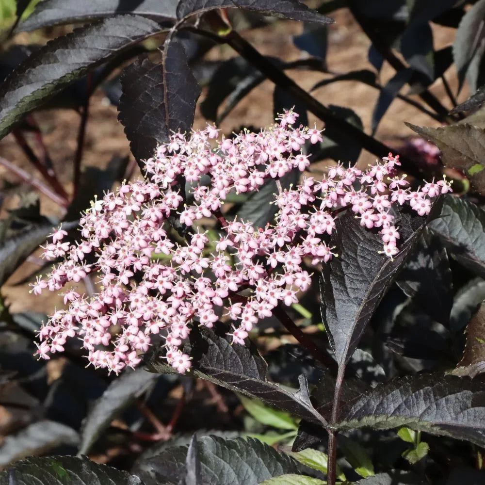 Pink Pony elderberry shrub with pink flower clusters