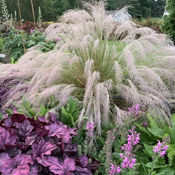 Undaunted muhly grass in a pot, with pink plumes