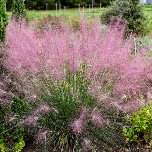 Undaunted® Muhly Grass in a nursery pot