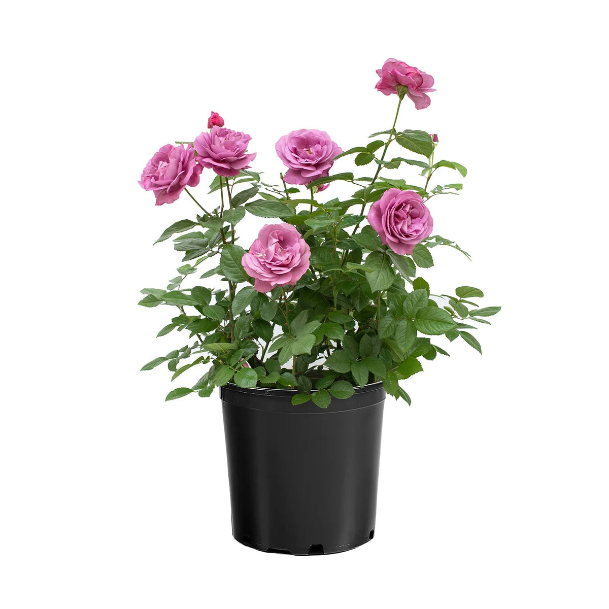 Sunbelt Plum Perfect rose with purple blooms in a pot