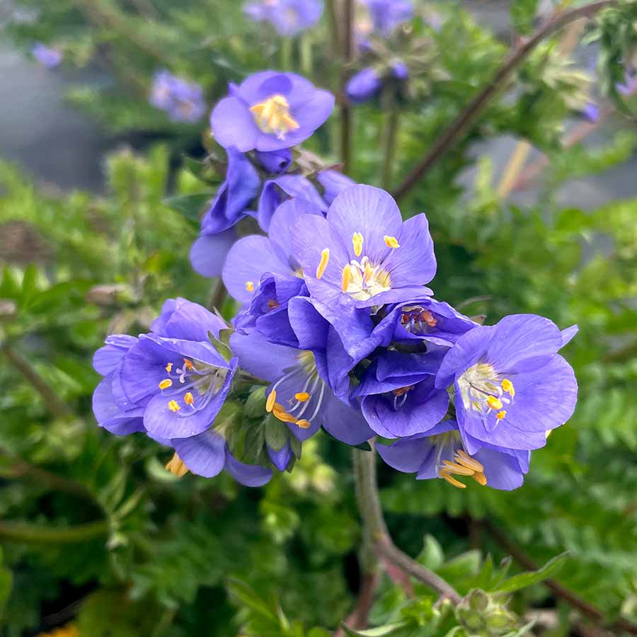 ‘Hurricane Ridge’ polemonium in a nursery pot