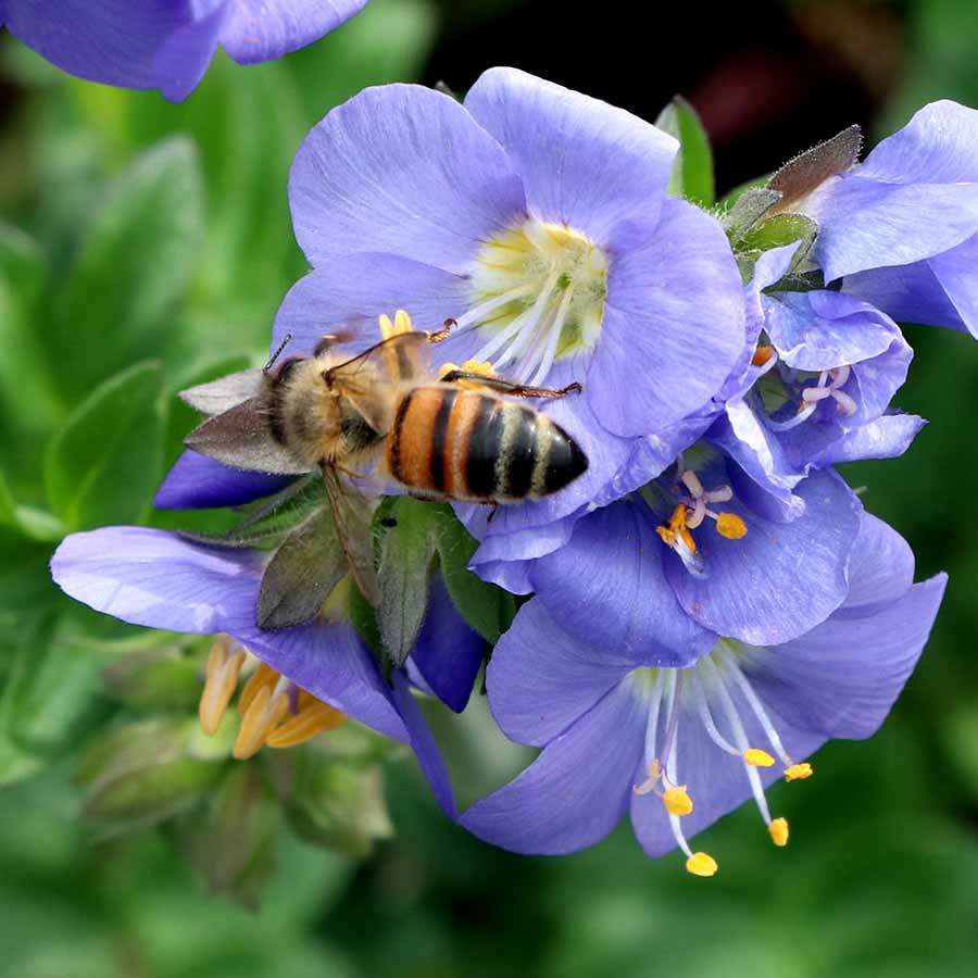 Hurricane Ridge polemonium in a nursery pot