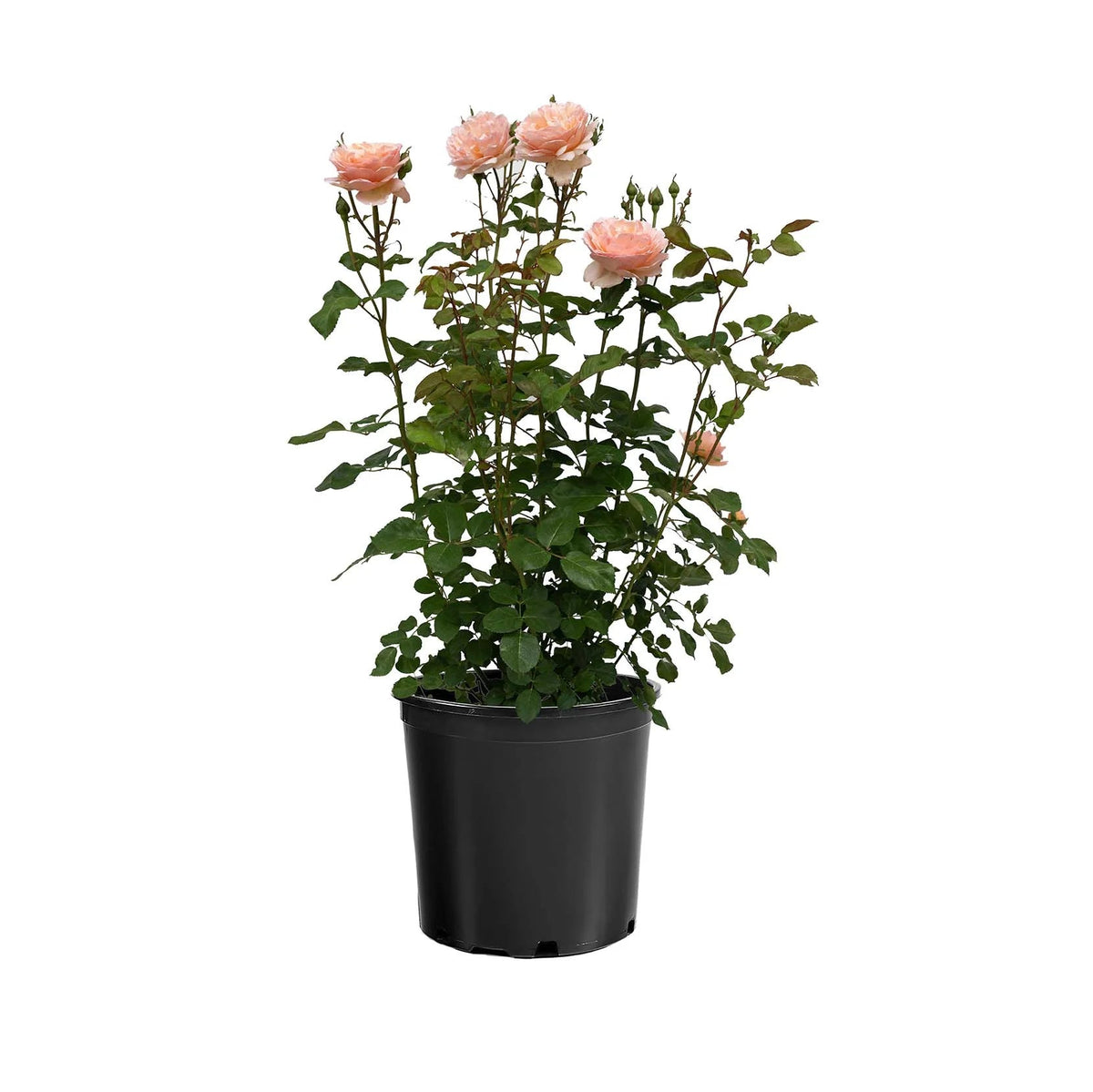 Princesse Charlene de Monaco rose in a nursery pot