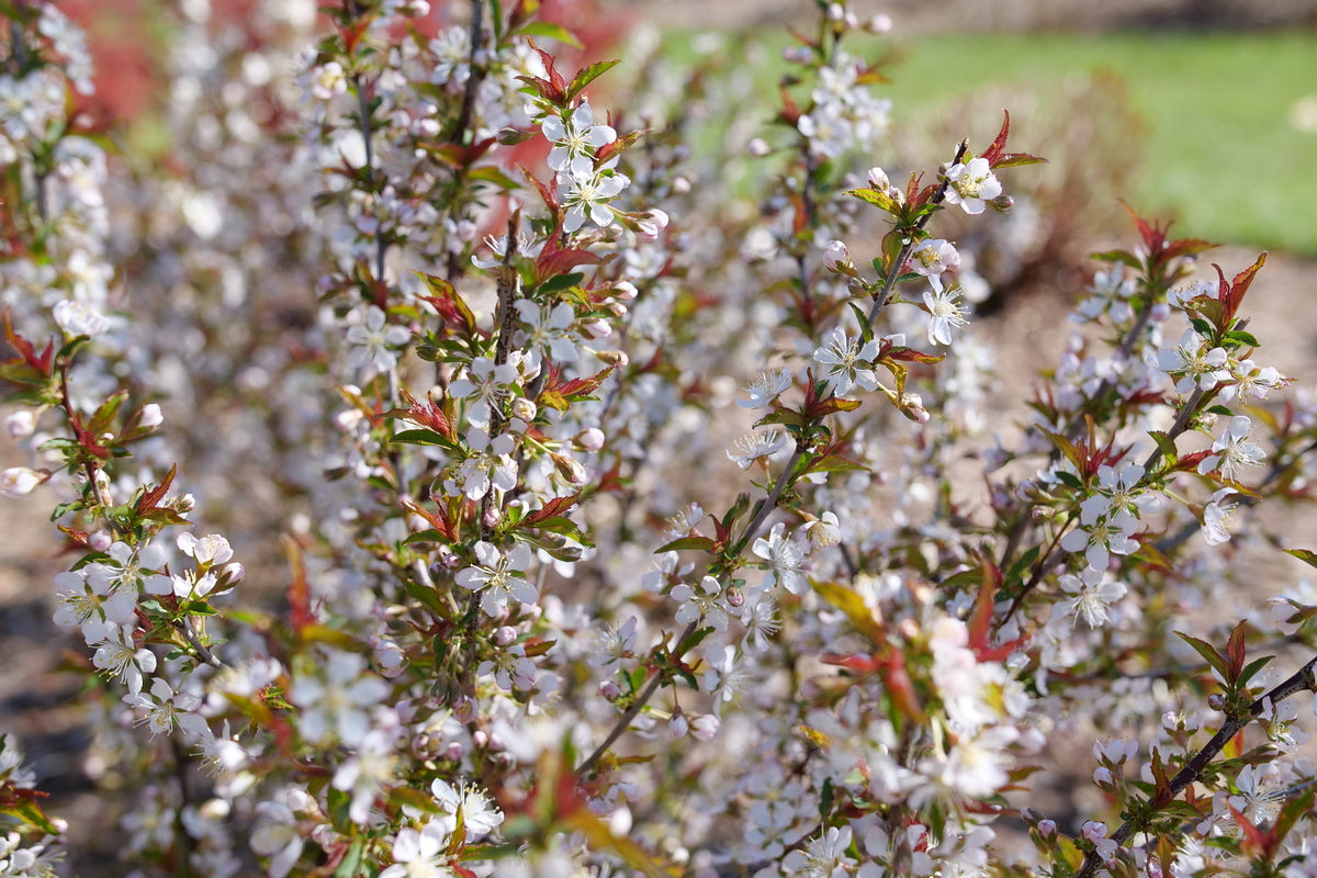Bush cherry shrub in a pot with green foliage