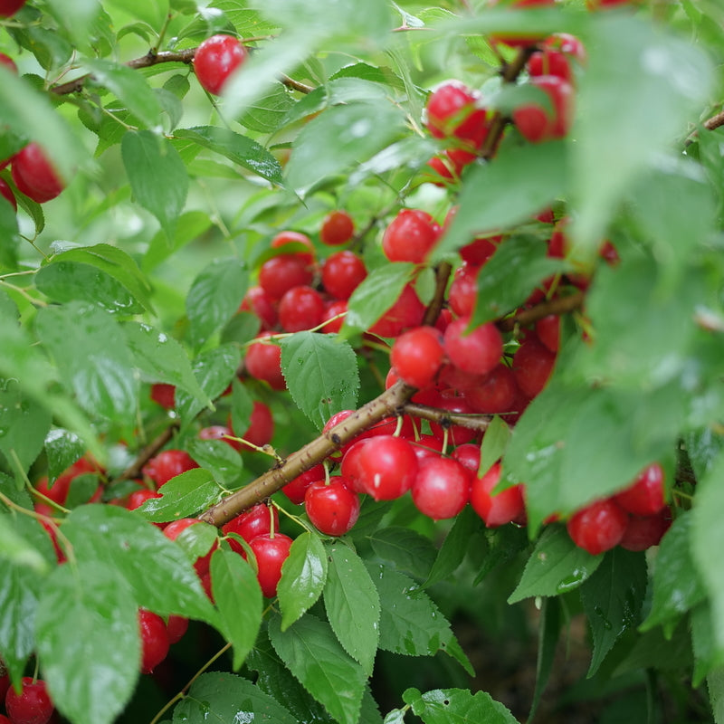 cherry bush plant EASY AS PIE™ Bush Cherry